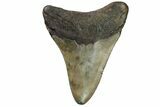 Fossil Megalodon Tooth - Georgia #151505-1